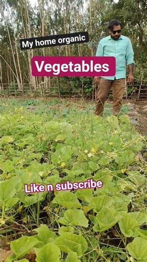 my home organic different types of vegetables