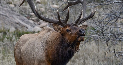 Colorado's primary draw application for hunters now open, closes April 7