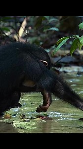 the good life 🐵 | animals eating fruit