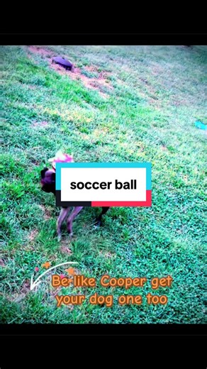 The Ultimate Herding Soccer Ball for Energetic Dogs