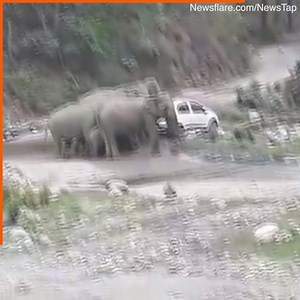 519K views · 948 reactions | An angry elephant is a terrifying thing to witness! | Daily Mail US | Facebook