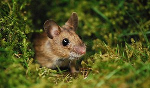 Top 10 Facts About Mice