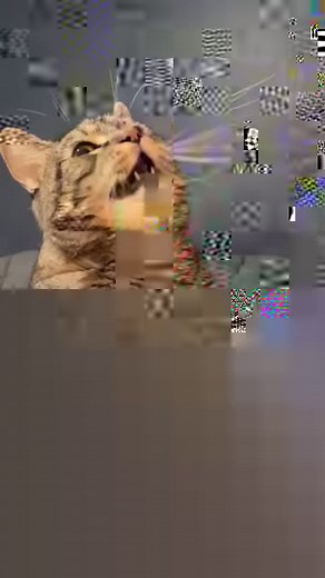 Random daily conversations with Penny part 18361! #talkingcat | Penny The Talking Cat