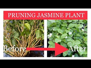 ROOT PRUNING my jasmine plant for better growth and better blooms.