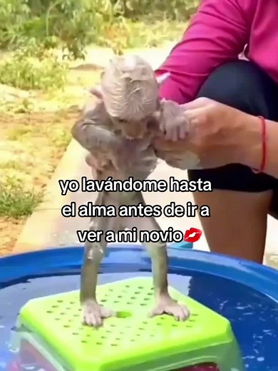 soy esa #monkey #monkeyslover #changitos #monos #amolosmonitos #monitos #monkeys #changos #fyp #fypシ #fypp #yo #parati