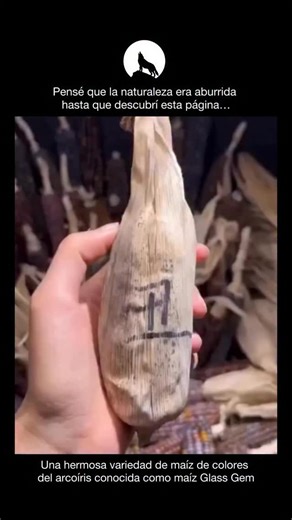 Explicando on Instagram: "El Glass Gem corn es una de las variedades de maíz más llamativas del mundo. Sus granos muestran colores tan intensos y brillantes que parecen cuentas de vidrio. Esta joya agrícola nació gracias al trabajo de Carl Barnes, un agricultor de origen cherokee en Oklahoma, que durante décadas se dedicó a recuperar y preservar semillas tradicionales de maíz nativo. A través de cruces selectivos, logró combinar rasgos que habían estado dispersos en distintas poblaciones, y así