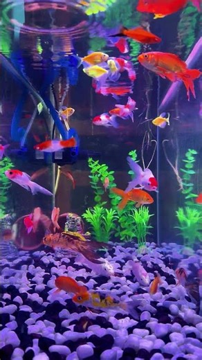 Stunning Colorful Fish Inside Aquarium 4K 🐠