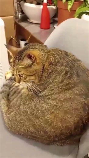 Cocos Hygiene routine #cat #furbaby