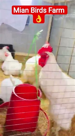 Mini Poultry Business And Farm Actual Ideas for Farming #poultry #poultry_business #poultryfarming