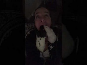 Rat-dentistry
