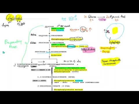 IN DEPTH EXPLANATION OF GLYCOLYSIS