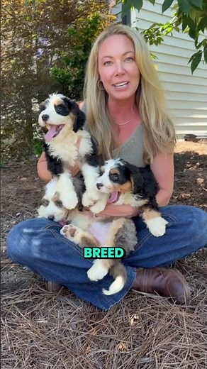 The Perfect Bernedoodle Puppies! 🐾 Meet Patches, Pudding & Phillip 🐶 | Georgia Dog Club