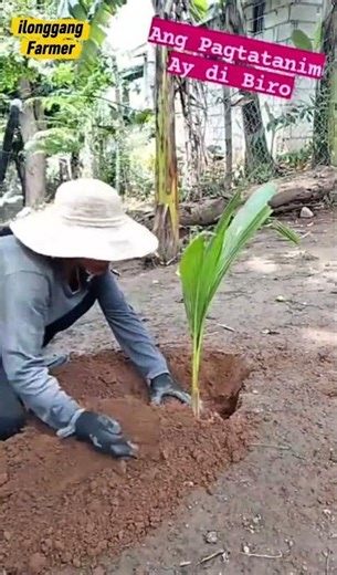 Planting Coconut Trees in Our Backyard | Backyard Farming with Ilonggang Farmer #shorts