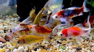 1K views · 62 reactions | Open 10am - 4pm today Don’t forget to use the discount code in the new YouTube unboxing video for a discount on all fish and to see all the new arrivals  #paulsaquariums #brisbane | Paul's Aquariums | Facebook