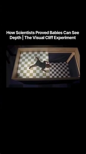 How Scientists Proved Babies Can See Depth | The Visual Cliff Experiment #shorts