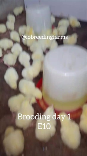documented episode 10 day 1 of brooding chicks #brooding #chicks #agriculture #backyardchickens