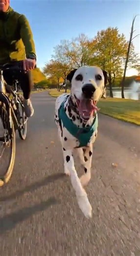 Dalmatian Running Beside a Bicycle