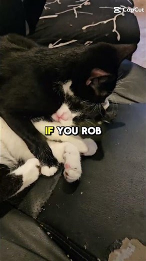 #fypシ゚viral #cat #shorts