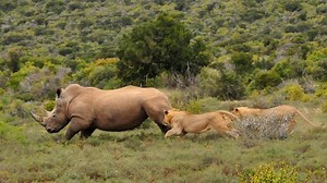 The Best Clashes Between Lions And Rhinoceroses | Baby Animals TV