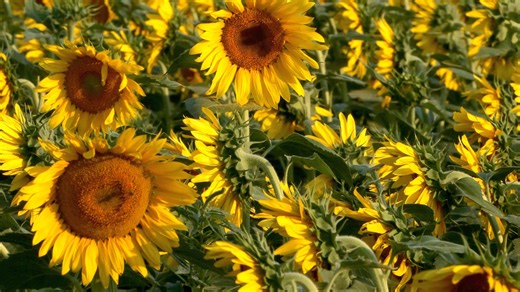 Trump appoints three Kansans to USDA roles: 'strong voices for rural Kansas'