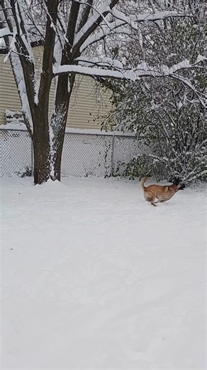 Lady Catherine loves the snow! Lady Catherine is a beautiful, 4 yr old Shepherd Mix who weighs about 62 lbs. She was returned to us because she did not get along with the resident dog. She is a sweet dog who knows basic commands and is: 💗 Potty trained 💗 Crate trained 💗 Playful 💗 Affectionate and gives kisses! 💗 Can have free run at night! She knows 'sit', 'lay down' and she settles down at bedtime! She is left out of her crate at night and does fine! She is a sensitive dog and can be slow 