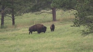 Bison Bull and Cow or Male Female Pair Mating Sex Reproduction Copulation