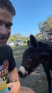 I had a DONKEY approach me randomly.. is this normal? 😮 | Joel Hansen - Model Vs Food