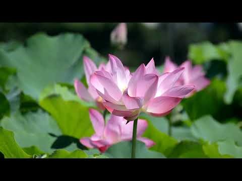 🌙 Deep Relaxation for Better Sleep | Insight Timer Sleep Music | MySerenify | Insight Timer sl