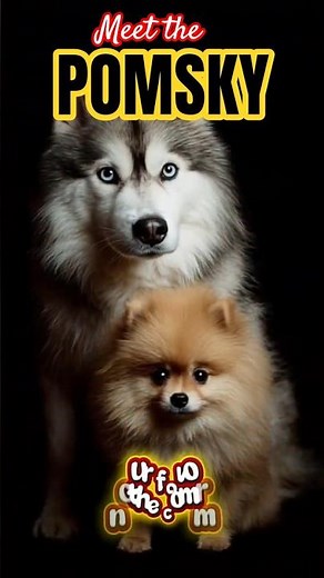 🐾 Pomsky | Pomeranian + Siberian Husky Mix #shorts #viralshorts #dogmix
