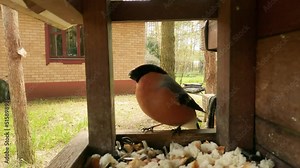 Bird feeder hidden camera shooting: the male bullfinch flies into the feeder and eats the sunflower seeds, the female bullfinch drives him away. Extreme close up.