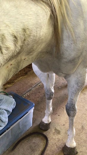 Shishana Rourke on TikTok