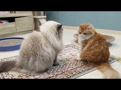 Cats Playing with String Chaos & Fun