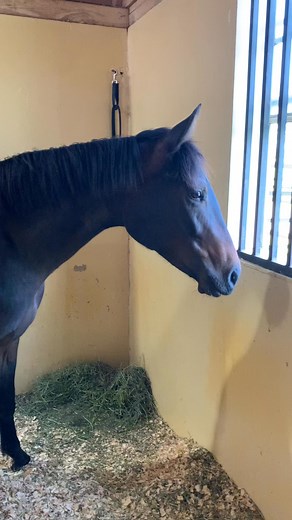 Please enjoy one of our current rehab patients, Birdie, taste testing some Gatorade popsicles! #horses #veterinarian #vetmed #equinevet | Blue Ridge Equine Clinic