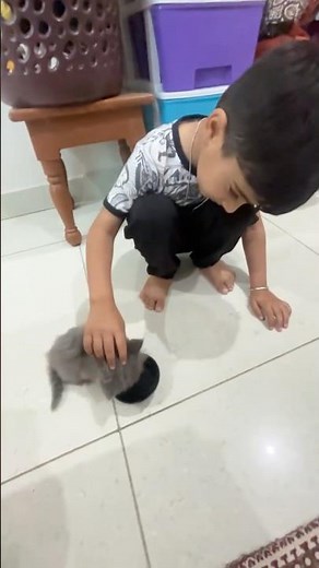 kitten meowing to attract cats