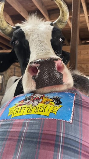 Oscar and Jason #fyp #oscaroursteer #petsteer #cowhugtherapy #holsteinsteer #holstein #mansbestfriend #bonding