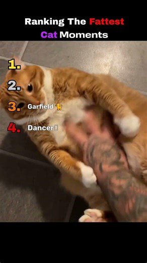 Ranking The Fattest Cat Moments 2