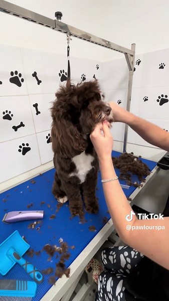 Dog Grooming Transformation: Short Muzzle and Long Topknot