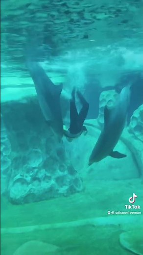 How to train your dolphin