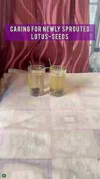 How I Take Care Of Sprouting Lotus Seeds