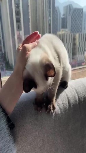 小猫咪要找新家啦，有人喜欢吗？给它找个新家吧！#猫咪 #记录猫咪日常 #暹罗宝宝 #暹罗 #暹罗猫的日常