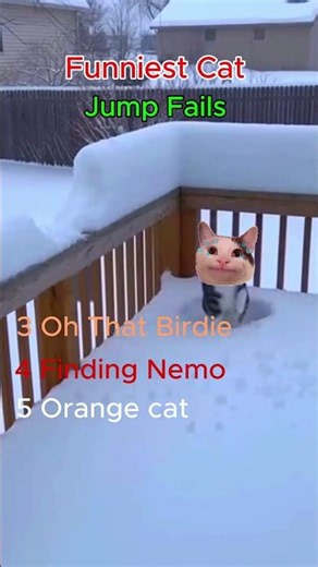 Funniest Cat jump fails #animal #funny #cat