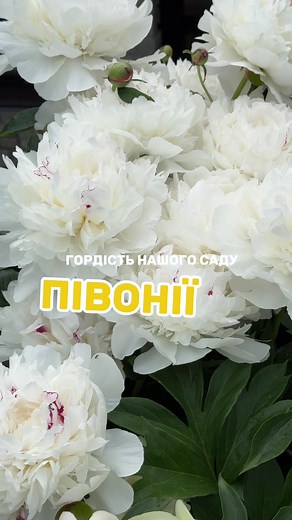 підписуйтесь, буду рада мати Вас поруч💛 #садоваестетика #півонії2025 #маминсад #всірозцвіли #ніжнісезони #українськийсад #садовийконтент