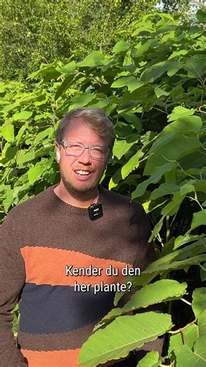 93K views · 315 reactions | Døjer du med planternes Godzilla? Så er der hjælp at hente. Få tips til, hvordan du slipper af med den invasive planteart via link i kommentarfeltet  Music by: https://www.bensound.com/free-music-for-videos Artist: Benjamin Tissot License code: IMF7QB742NKEHIWC | Avisen Danmark | Facebook