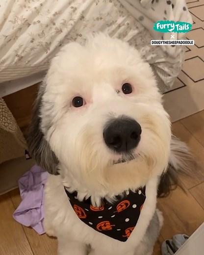 Doughy the Sheepadoodle looks like the real-life version of Charlie Brown's dog Snoopy 😄🐾 | Furry Tails