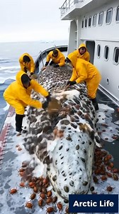 Barnacle removal of a blue whale | Queen of Peace Parish, Redemptorist - Diocese of Bacolod