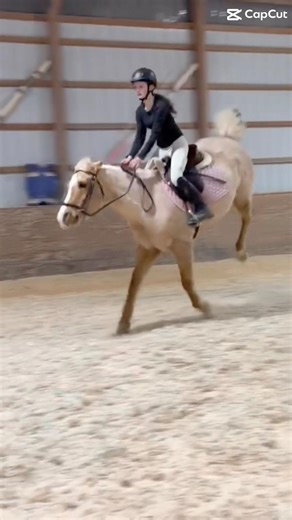 my goodness dutch #buck #pony #pandaismine #cute #horse