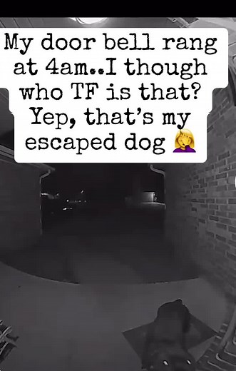 Caught on Camera: Escaped Dog Rings Doorbell at 4am