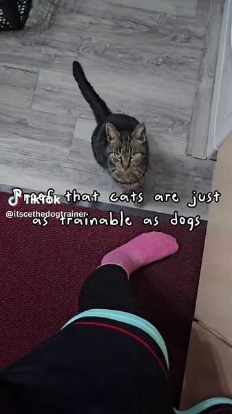 Understanding the Similarities Between Cats and Dogs