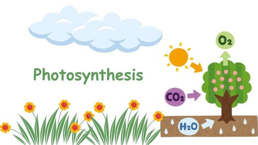 Photosynthesis Light Reactions: Energy Conversion and Oxygen Production | Akshita Trivedi posted on the topic | LinkedIn