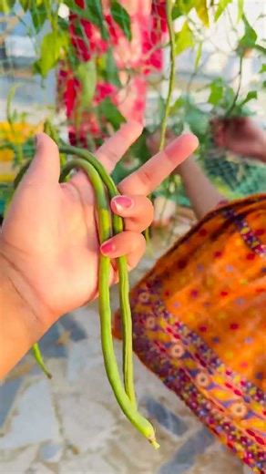 নিজেদের গাছের প্রথম সবজি তুললাম আলহামদুলিল্লাহ।